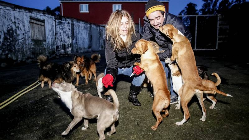 Fallece Una Mujer De Coristanco Que Cuidaba De 40 Perros Y Buscan A