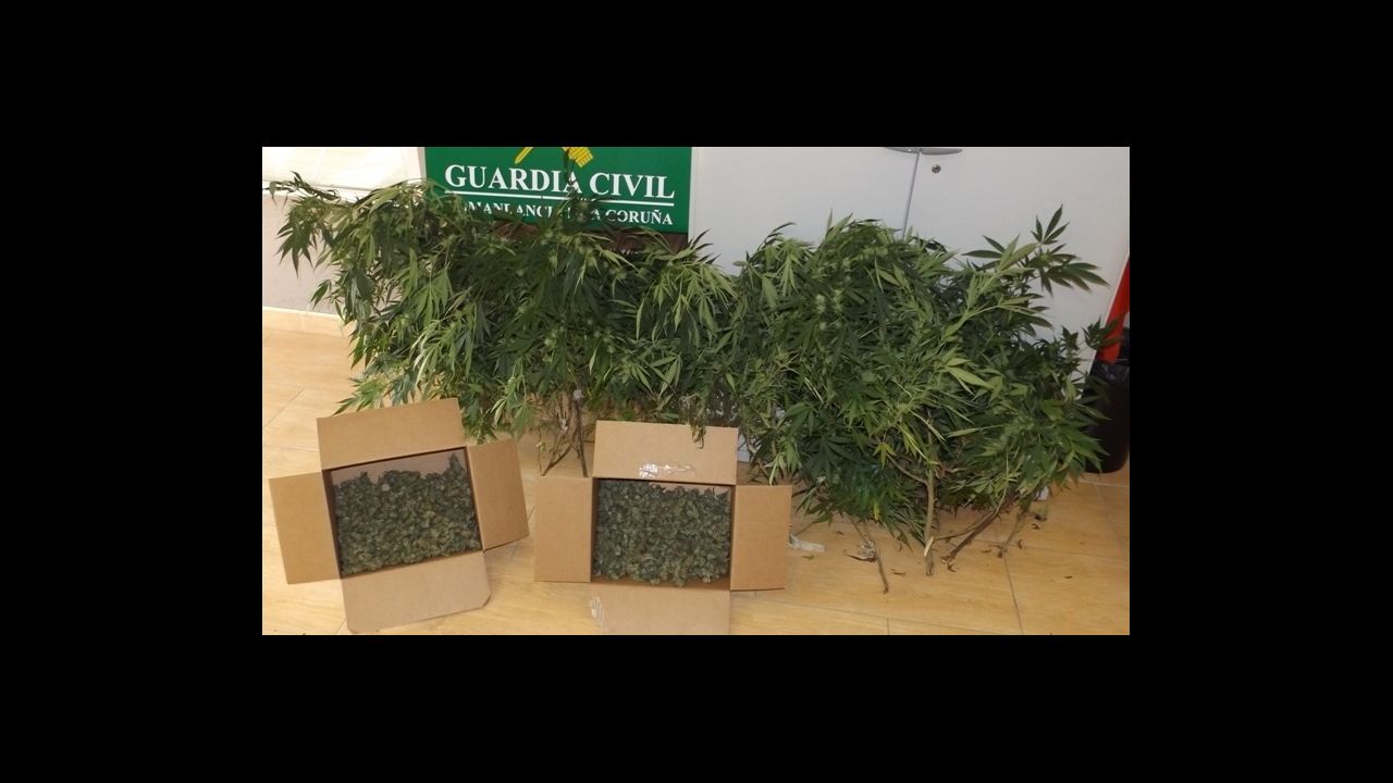 La Guardia Civil Detiene A Un Boirense Por Cultivar Marihuana En Su