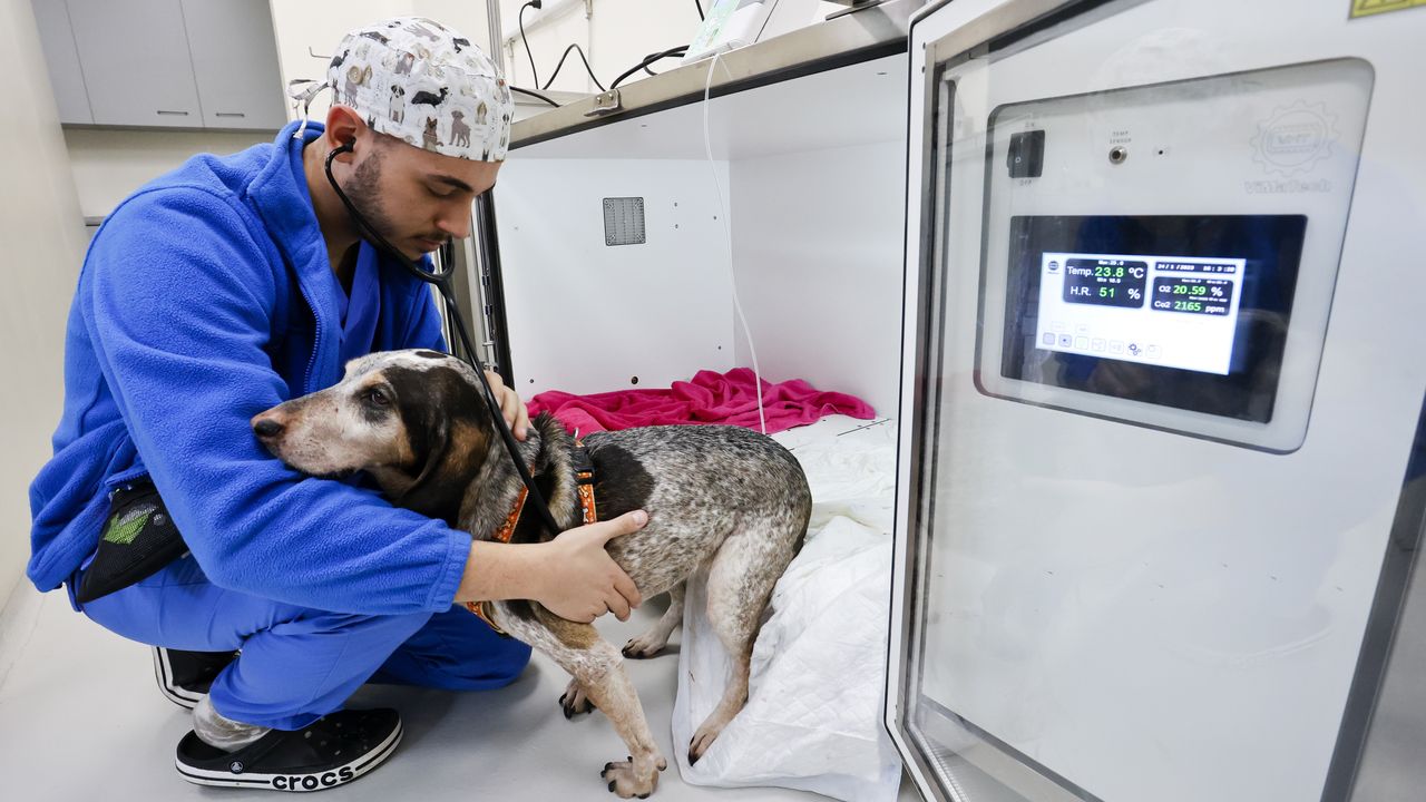 Lugo Tiene El Nico Hospital Veterinario De Espa A Que Ofrece Radioterapia