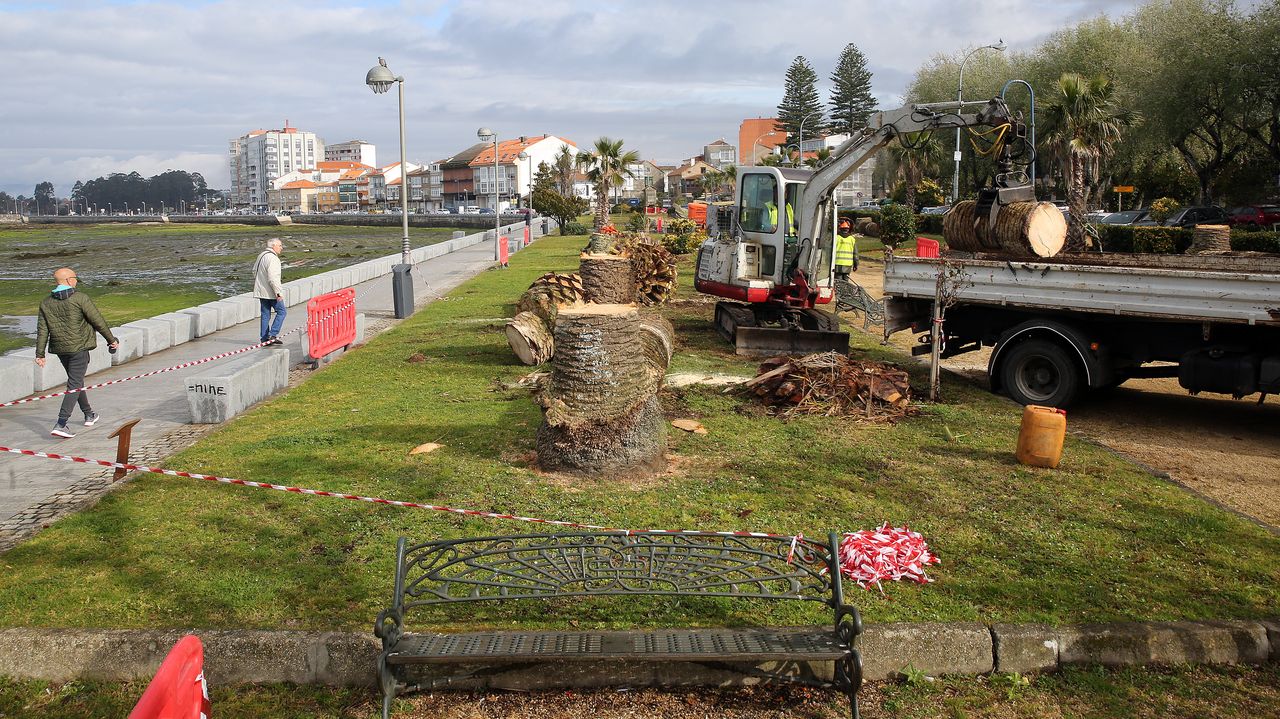 El Picudo Aniquila En Un A O Todas Las Palmeras Del Paseo De A Calzada