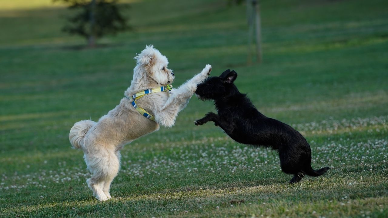 Un Verano De Ensue O Y Cuidado Para Las Mascotas De A Coru A