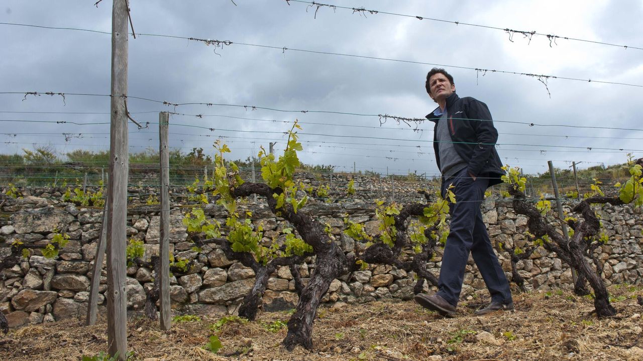 Un vino de Valdeorras entre los doce mejores de España según la Guía Peñín