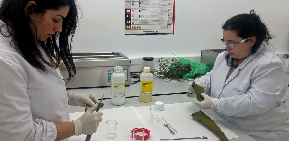 Dos alumnas del ciclo medio de Farmarcia extraen la gelatina de una planta de aloe vera, ayer, para fabricar una crema nutritiva.