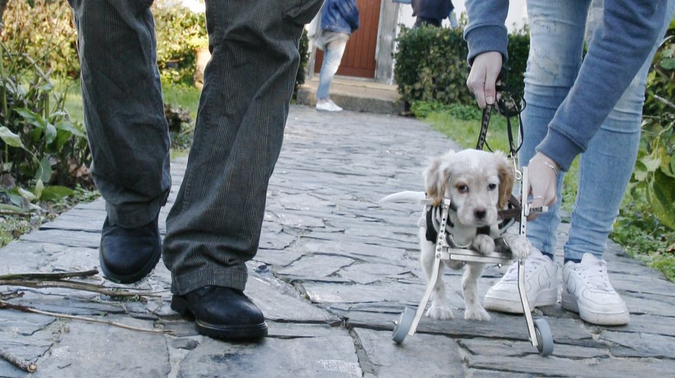 Un perro con silla de ruedas