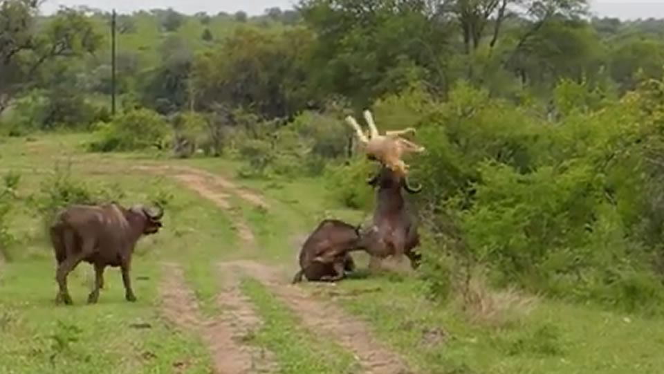 Un búfalo lanza por el aire a un león que atacaba a un compañero