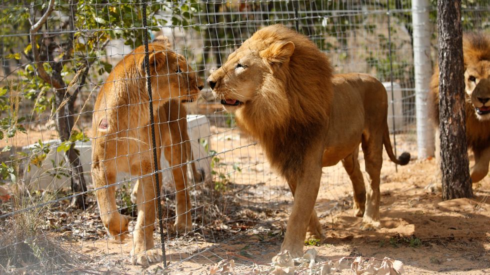 Liberan en Sudáfrica a 33 leones rescatados de circos sudamericanos