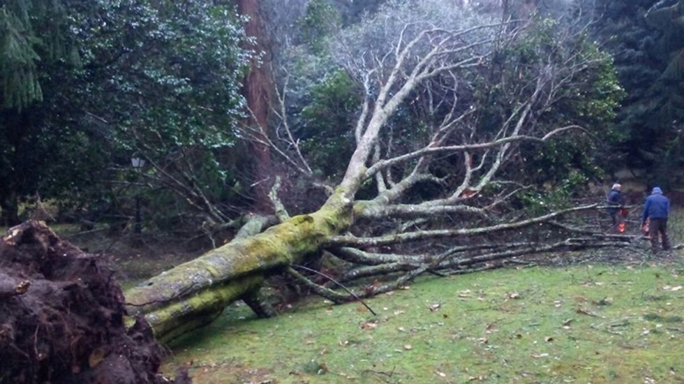 La riqueza de los árboles caídos