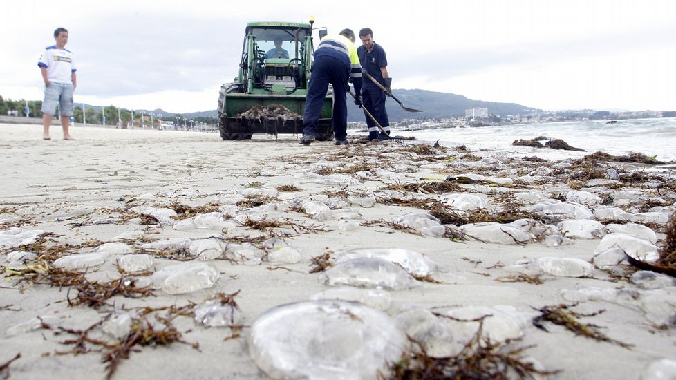 Alerta En Samil Por La Presencia De Medusas