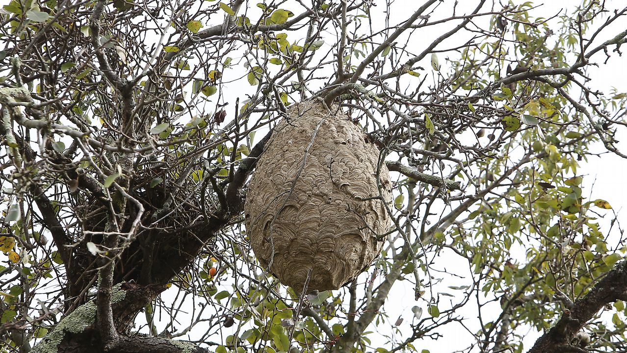 Un Nido De Velutinas Atemoriza A Los Vecinos De San Pedro De Nós 9450