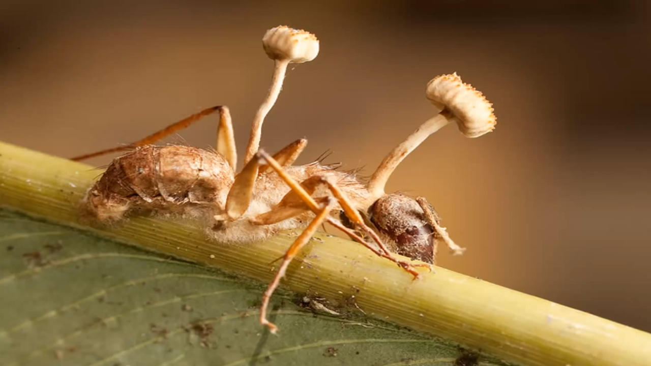 Los Hongos Que Convierten A Las Hormigas En Zombis Cambiaron Para Adaptarse Al Clima
