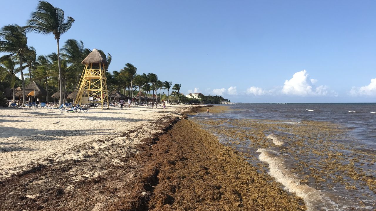 El alga que amenaza con cargarse el turismo del Caribe