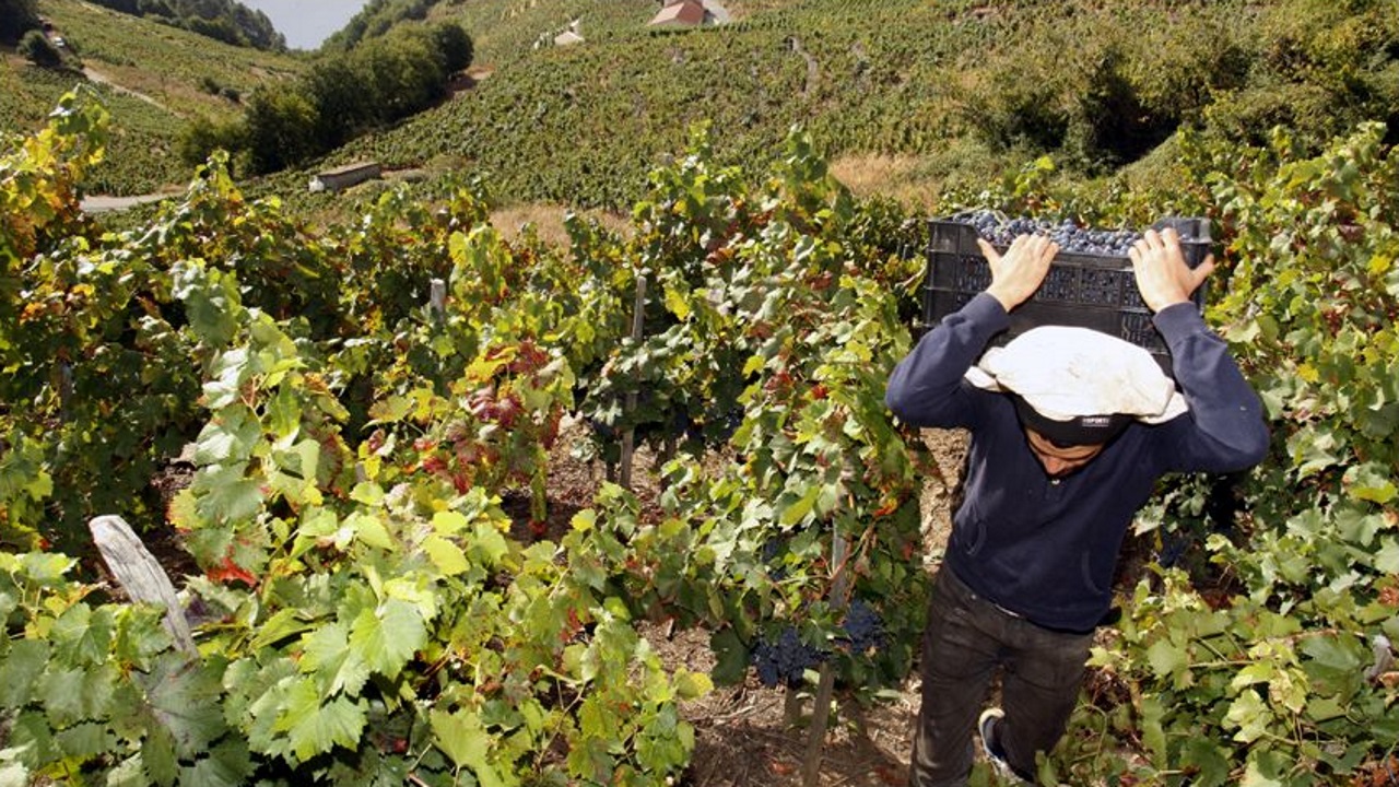 La Subida Del Salario Minimo Eleva El Coste De Los Peones En El Sector Agricola