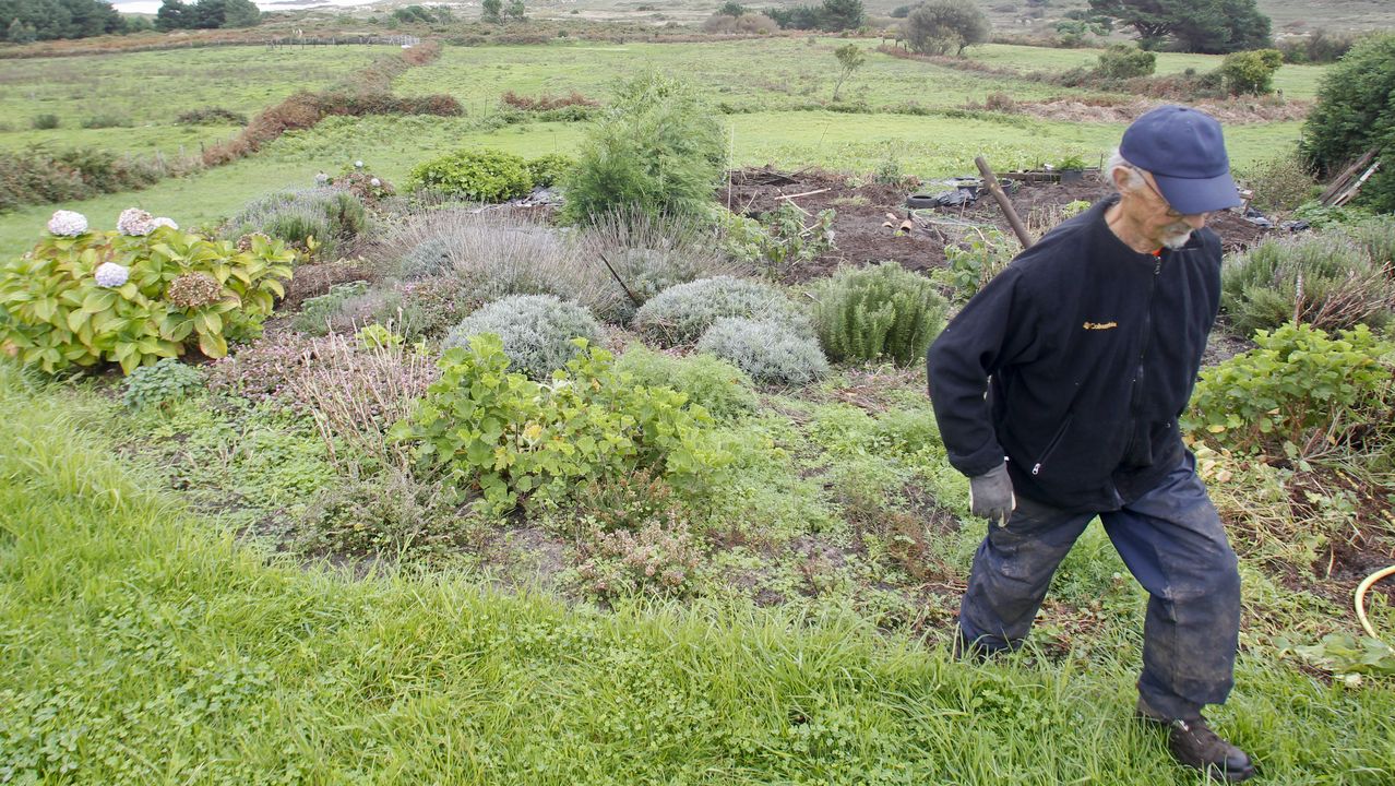 Es la lavanda un escudo contra el jabalí?