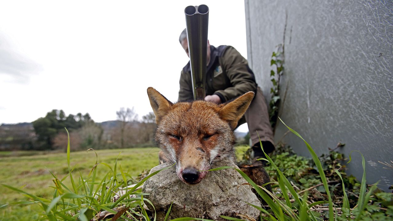 Por qué es necesario cazar zorros?