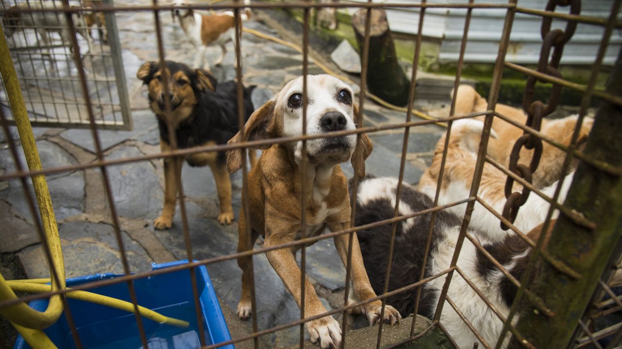 Las protectoras de animales, al límite