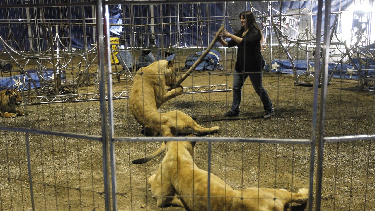 1985: Heridos dos domadores del circo Venecia al ser atacados por los leones  en Maceda