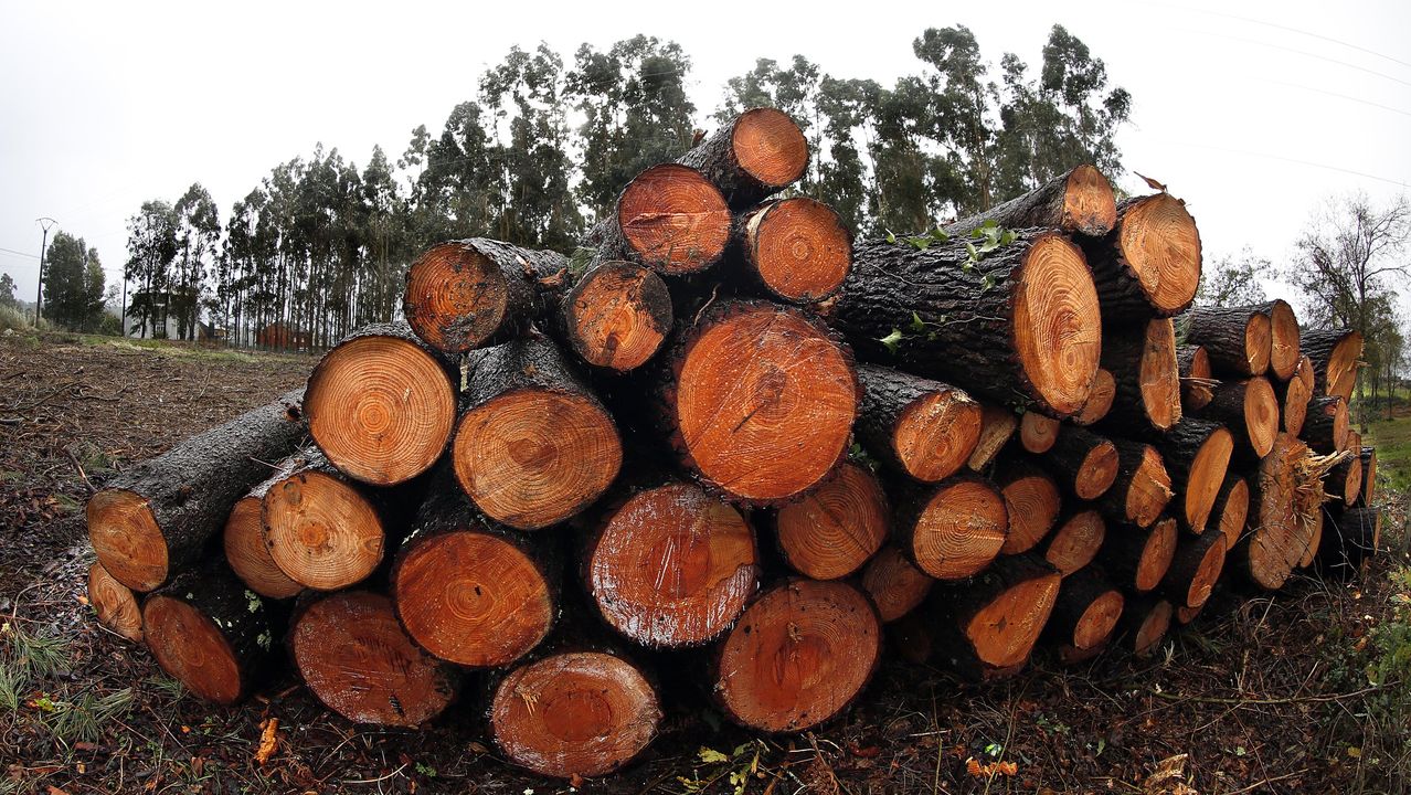 Trámites más agiles para cortar madera en el monte