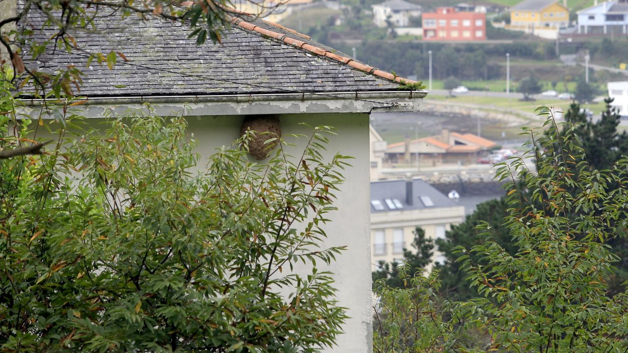 Viveiro busca a dueños de tres fincas para que talen árboles próximos a  casas