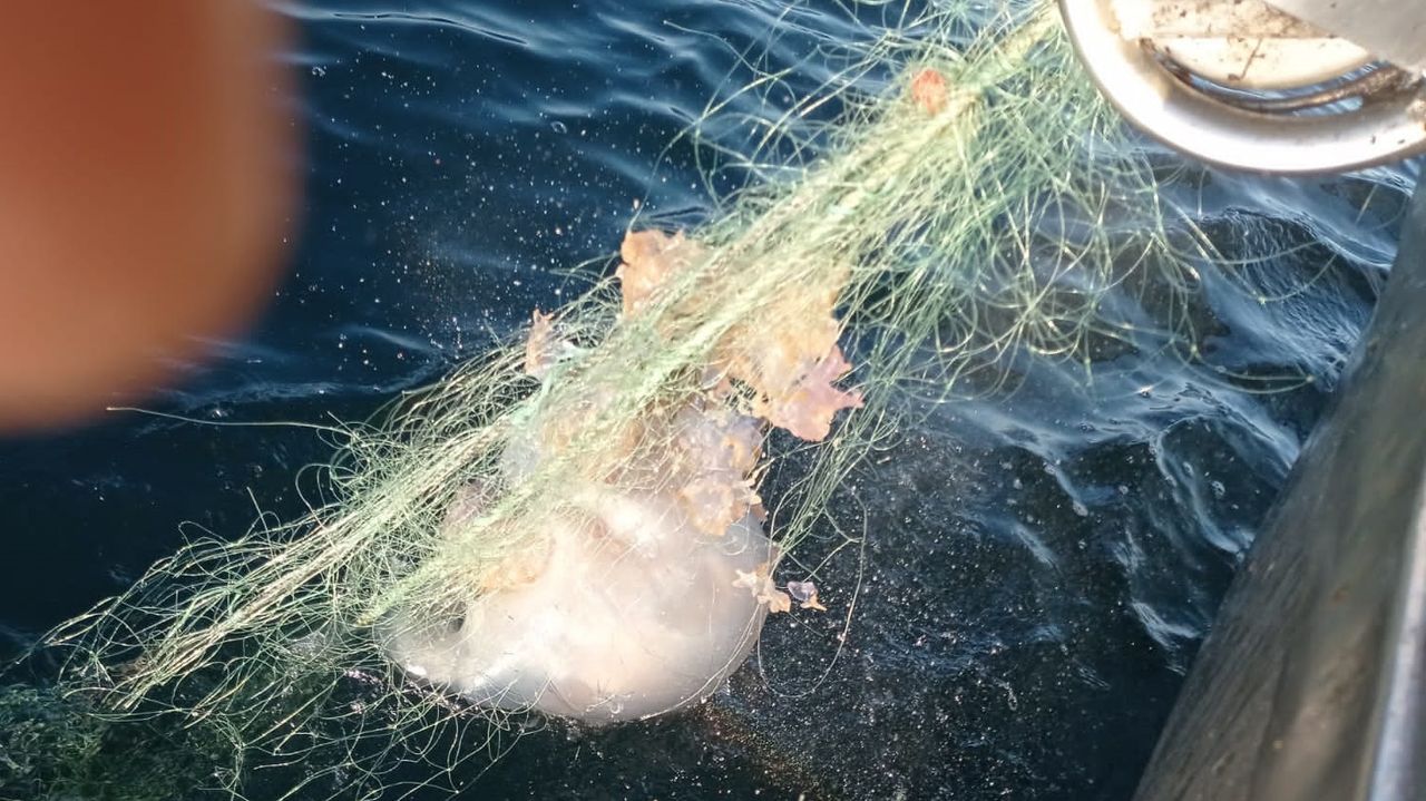 Una plaga de medusas gigantes entorpece la pesca en las rías