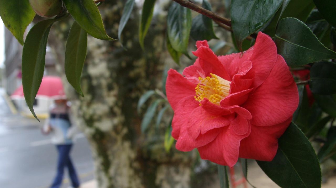 Las camelias se quedan en el árbol