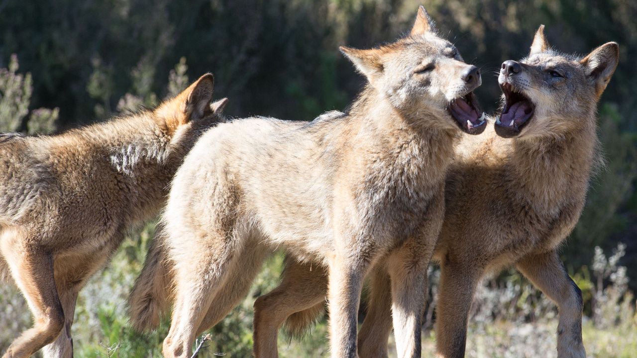 Desmontando 10 tópicos del lobo