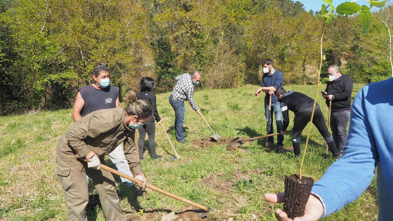 Plantación De árboles Autóctonos En Dodro