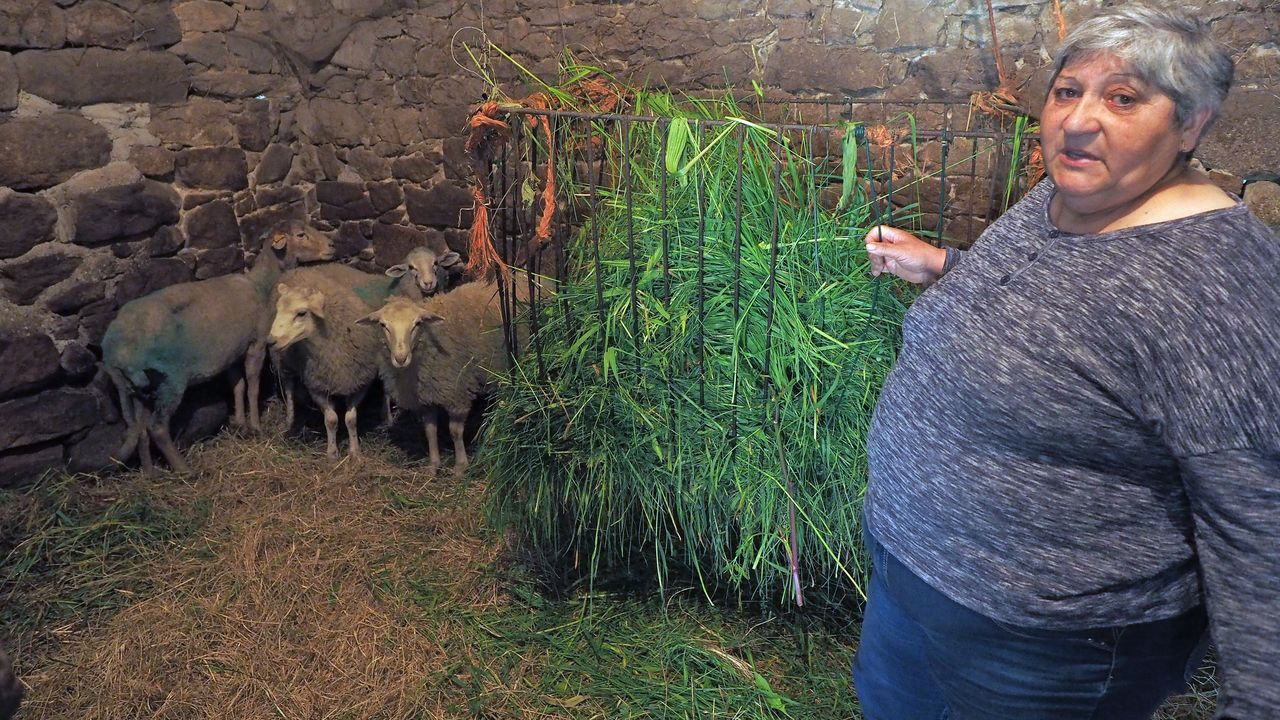 Achacan al ataque de lobos la muerte de siete ovejas y corderos que pacían  en una finca de Rois