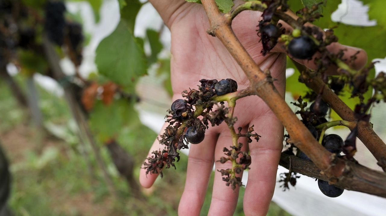 Algunos productores de Betanzos han perdido el 100 % de la uva del branco  lexítimo