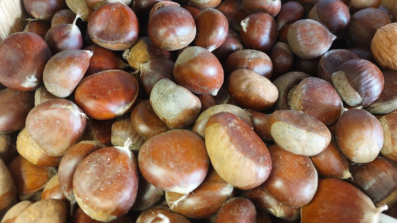 Lições para produtores de castanha do Brasil