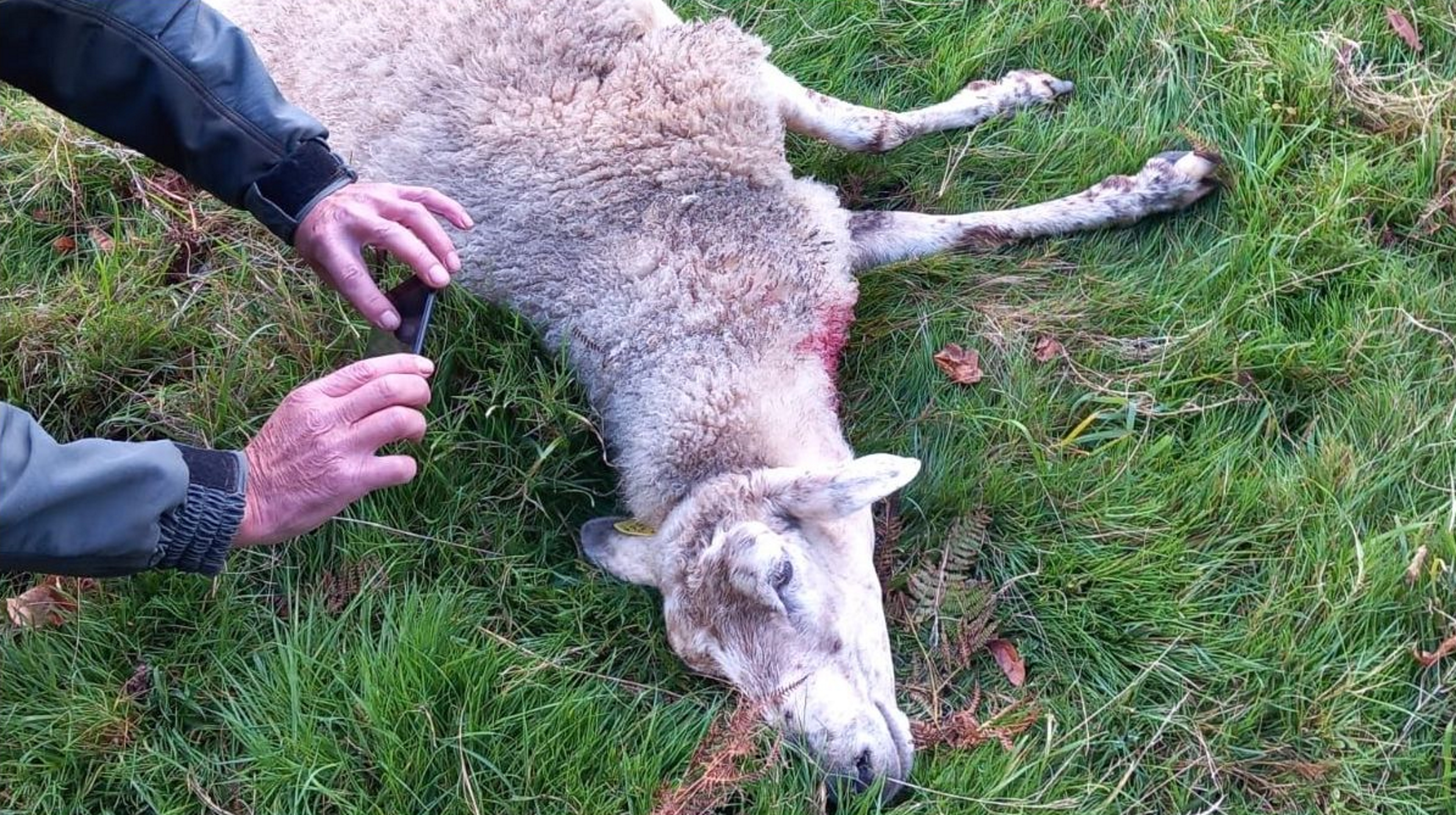 Los lobos matan de madrugada a diez ovejas en un prado al lado de las casas  en Berdoias, Vimianzo