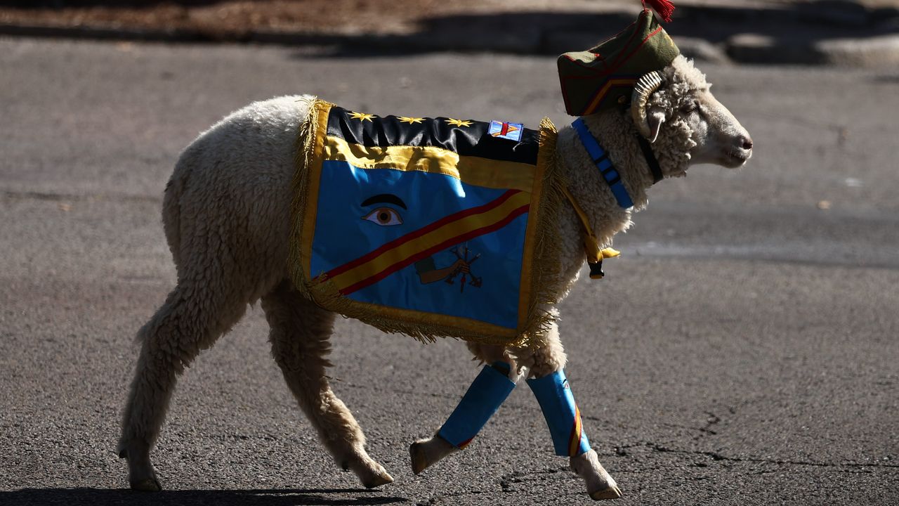 Por qué la cabra es la mascota de la Legión Española