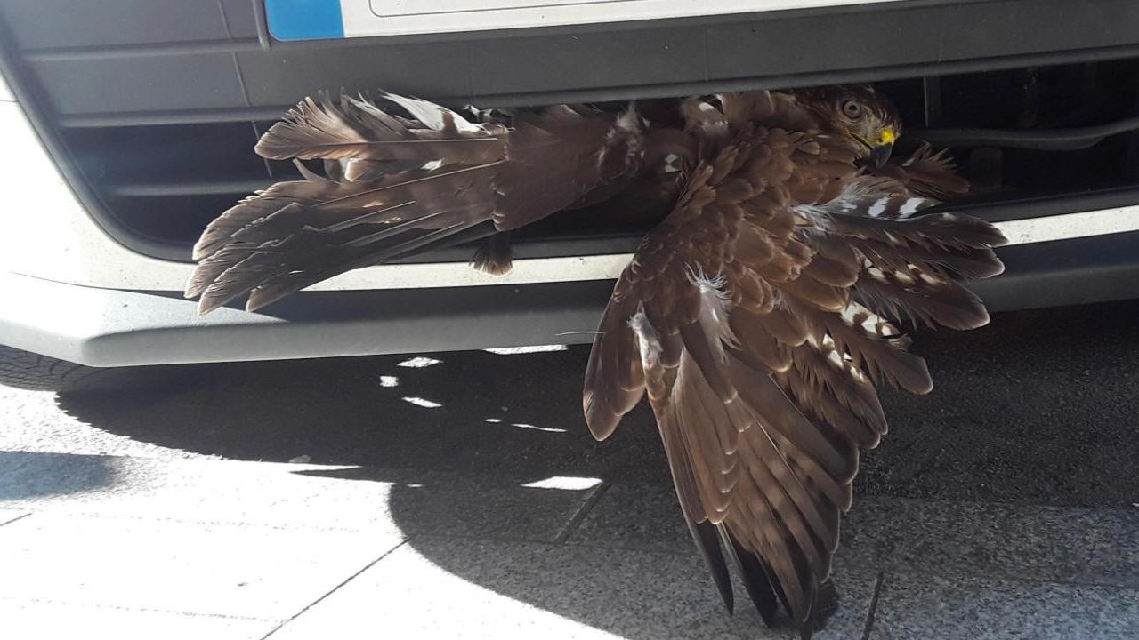 Mañana agitada en Vilagarcía: rescatan a un águila atrapada en un coche y  una mujer resulta herida en una salida de vía