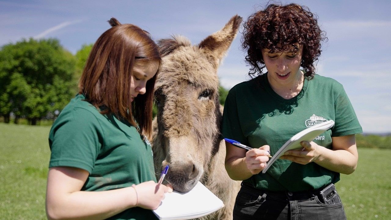 Junior y Valentina, los dos burros gallegos que «piden» a la RAE que quite  la acepción peyorativa del diccionario