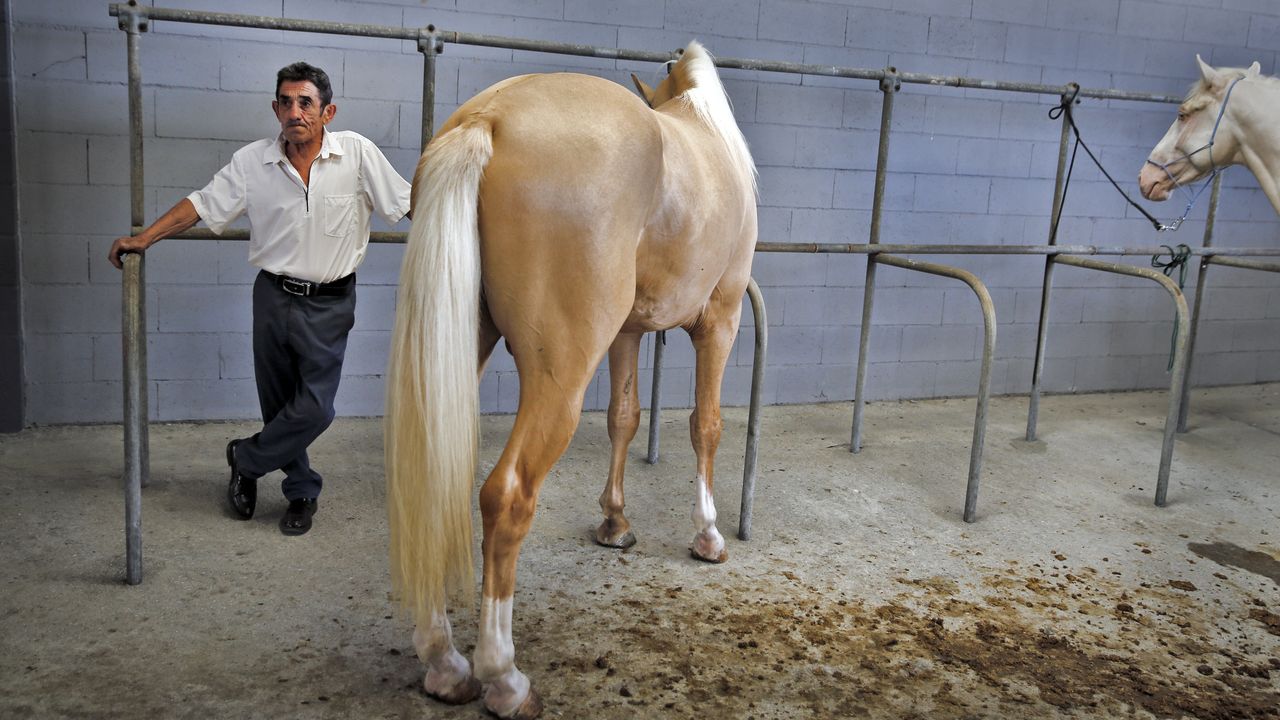 En la feria de Mosteiro: «Un cabalo dá traballo e custa cartos, pero é un  vicio mellor que outros»