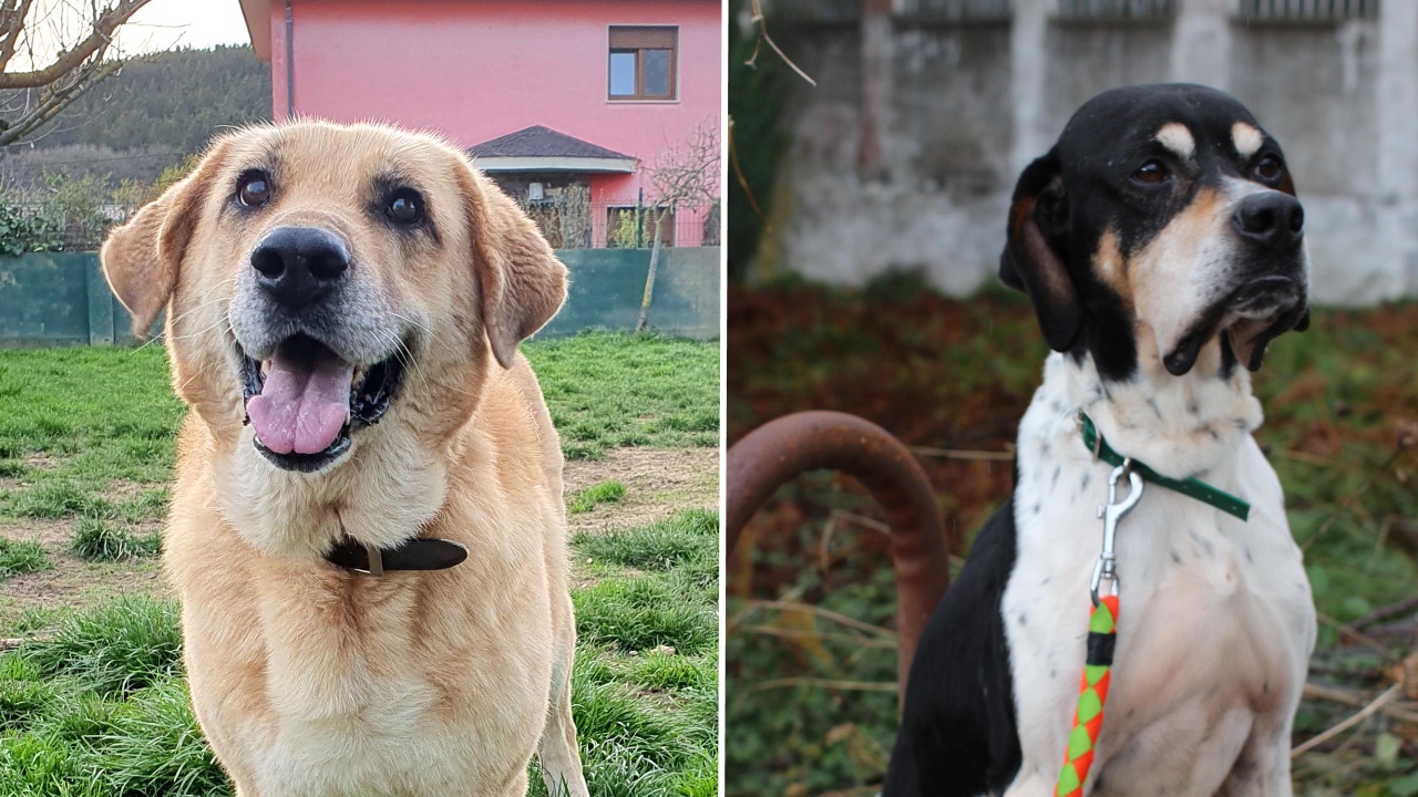 los labradores son buenos perros de pelea