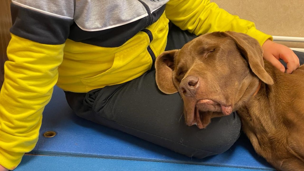 cómo puedo registrar a mi perro como perro de terapia